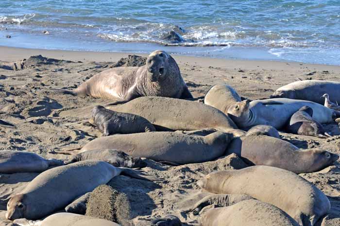 Elephant Seals of Piedras Blancas