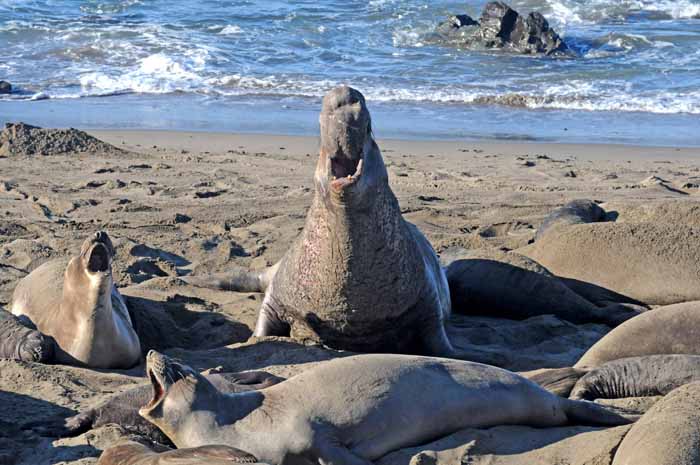 Elephant Seals of Piedras Blancas