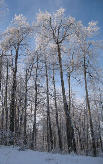 Trees Frosty.jpg