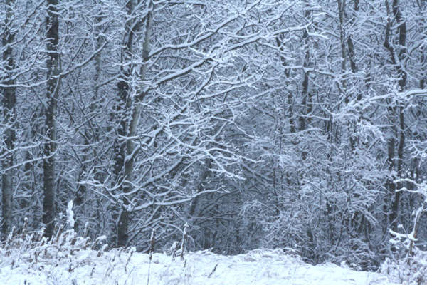 Winter Forest.jpg