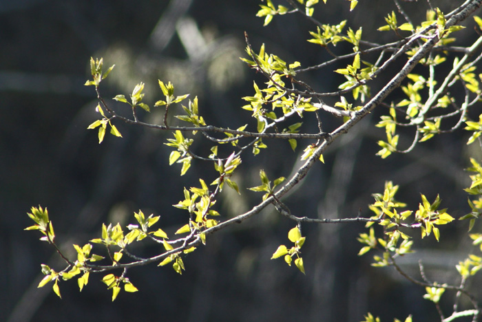 Spring leaves.jpg