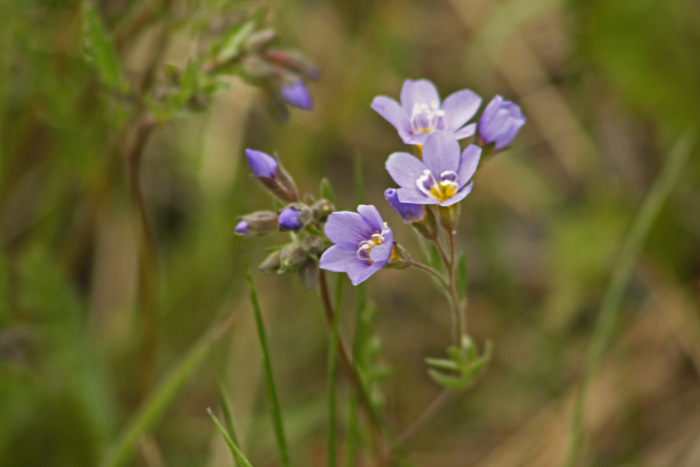 Spring Flowers.jpg