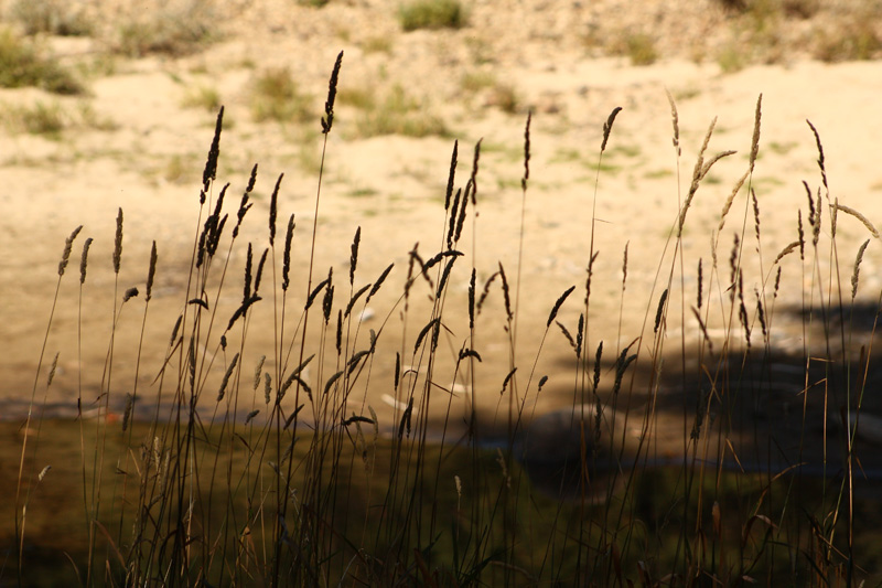 River Grasses.jpg