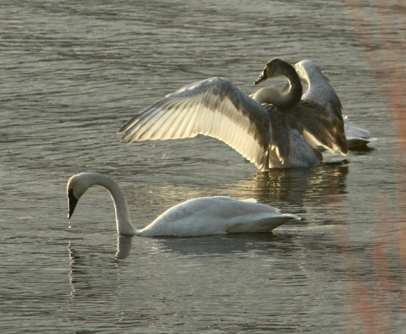 Swans in the Bay.jpg