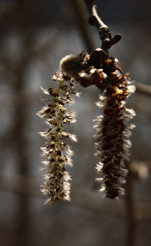 Spring Catkins.jpg