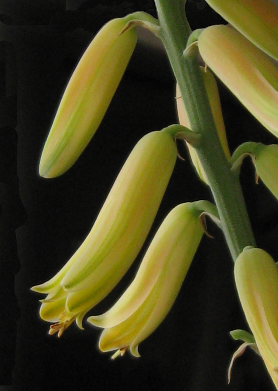 Aloe Vera Flower.jpg