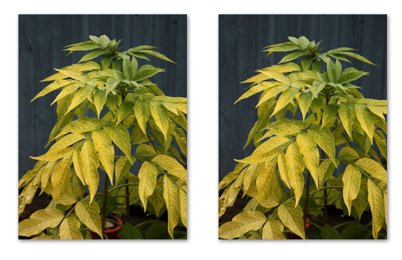 3D Leaves2.jpg