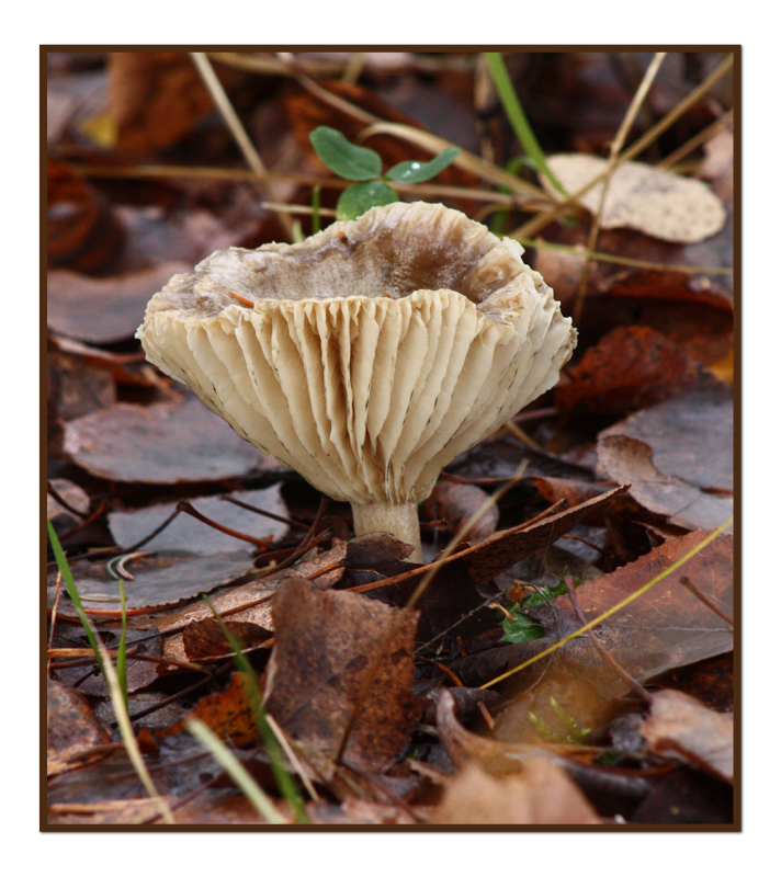 Fall Mushroom.jpg