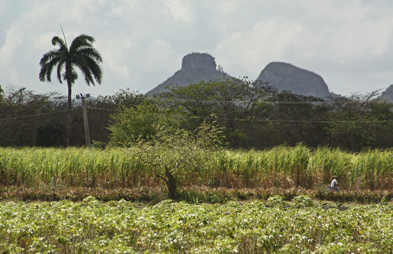 Farming Cuba.jpg