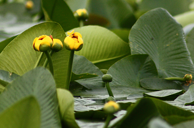 Water Lilies Canim Lake.jpg