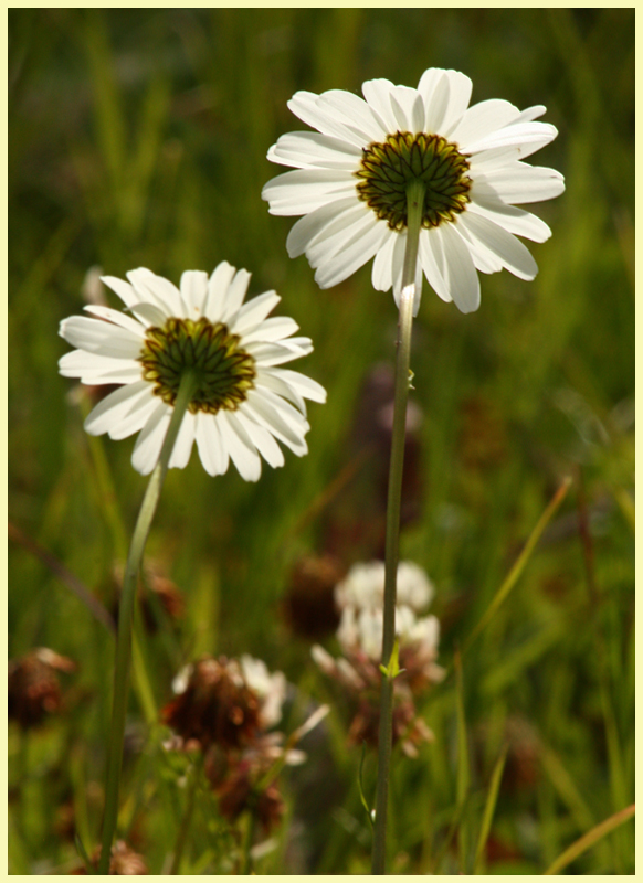 Wild Flowers4.jpg