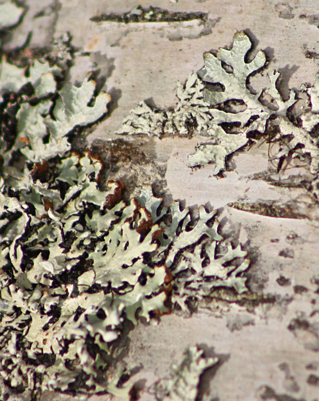 Birch Bark Fungus.jpg