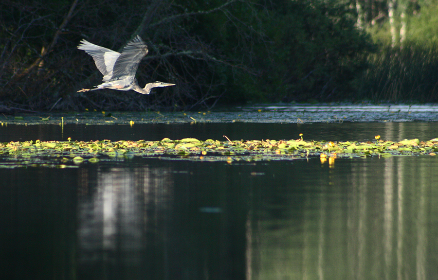 Great Blue Heron.jpg