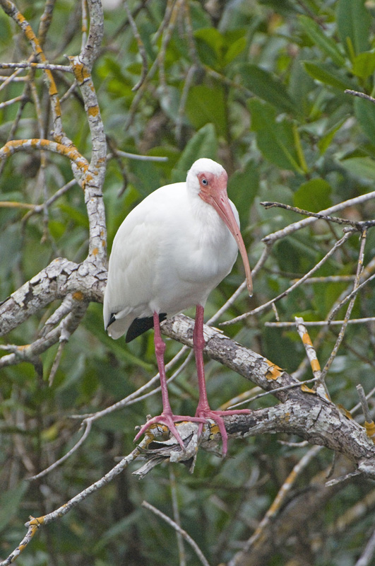 White Ibis