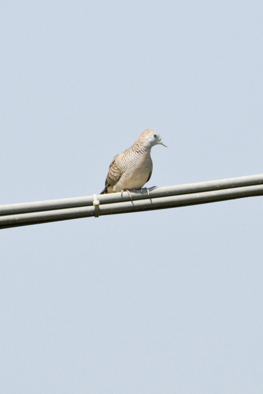 Zebra Dove