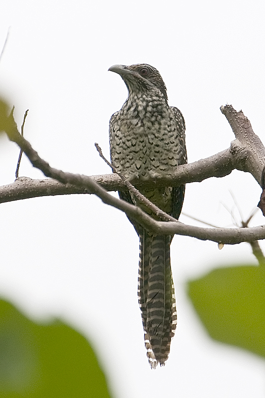 Asian Koel F-andaman
