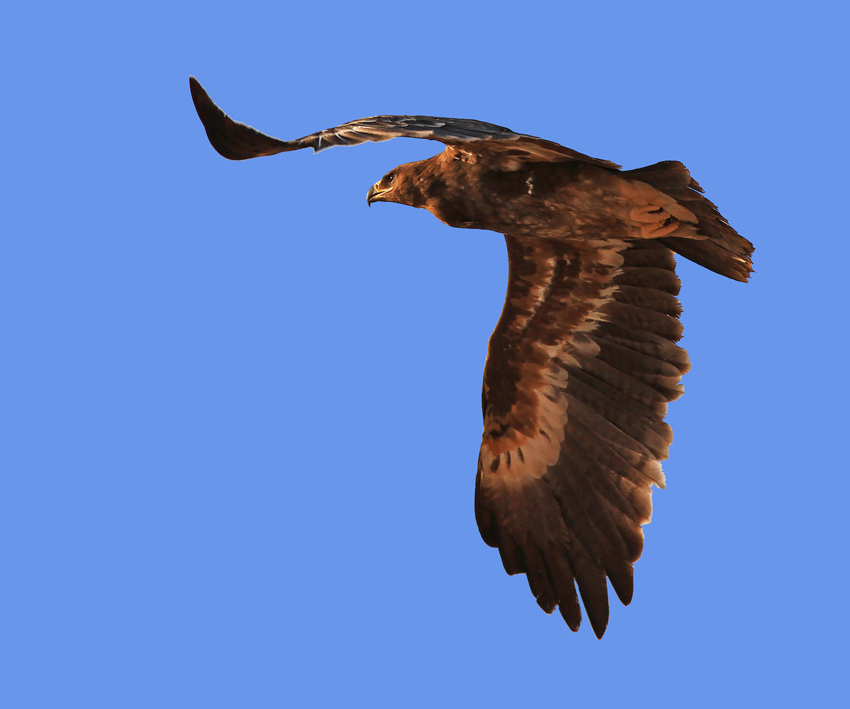 Steppe Eagle