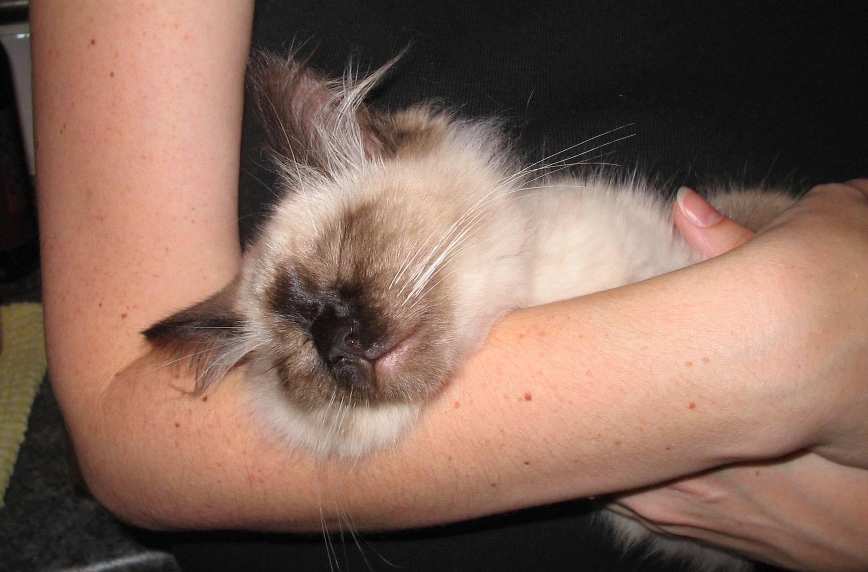 Cat Nap