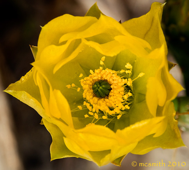 Cactus FLower