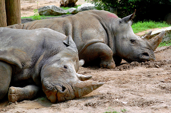 Sleepy Rhinos