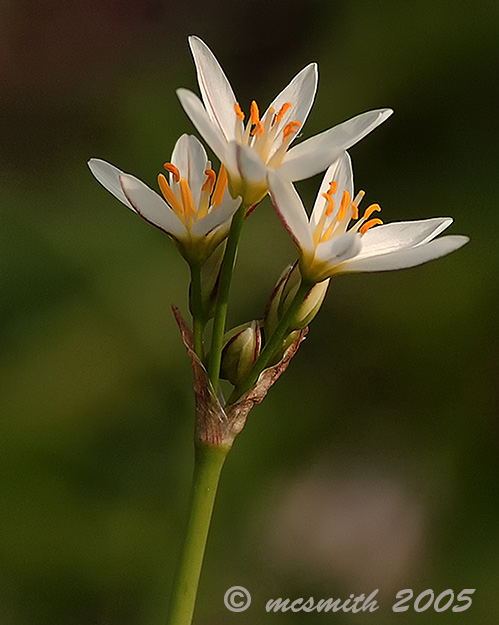 Crow Poison  - (Nothoscordum bivalve)