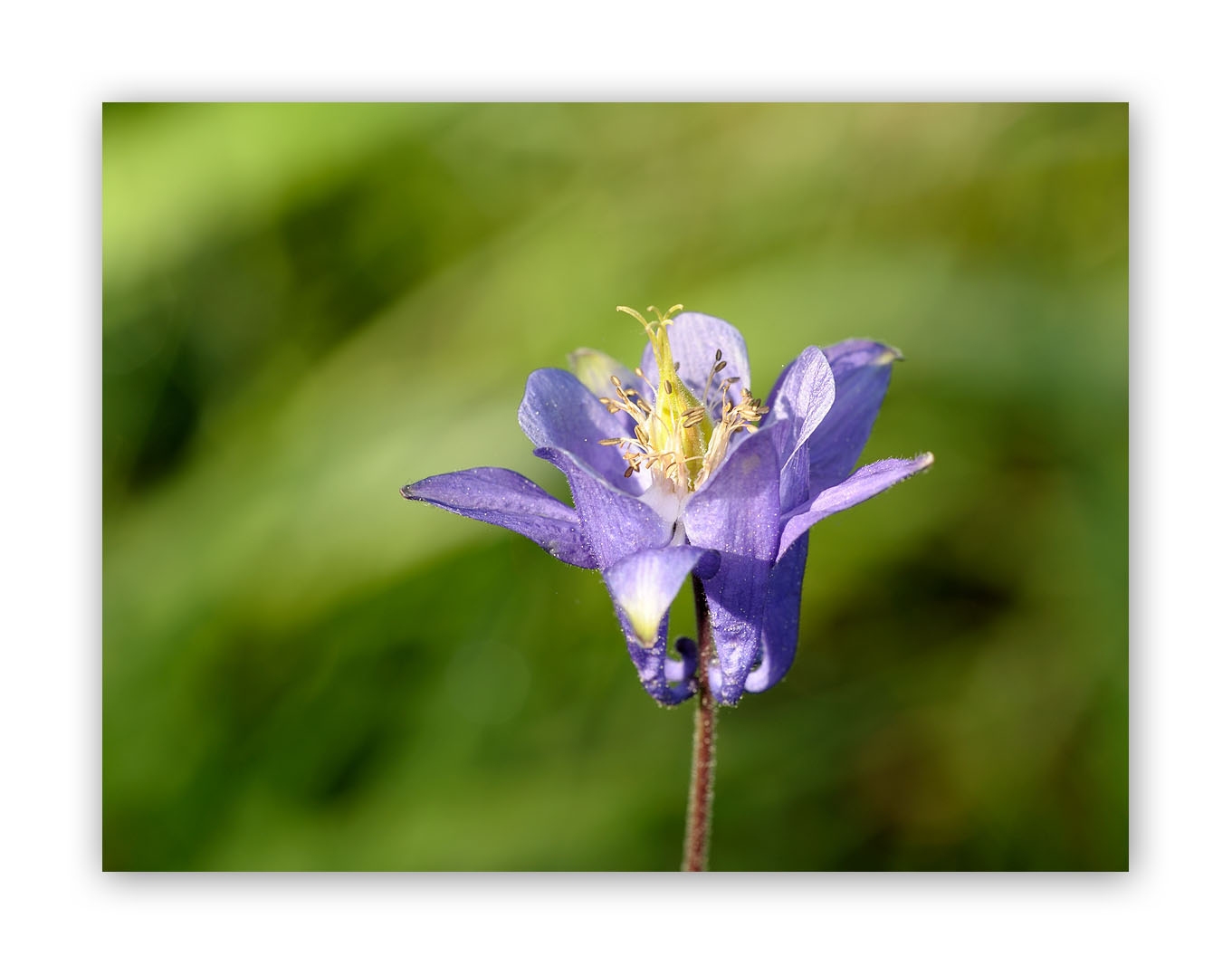 126 Aquilegia vulgaris