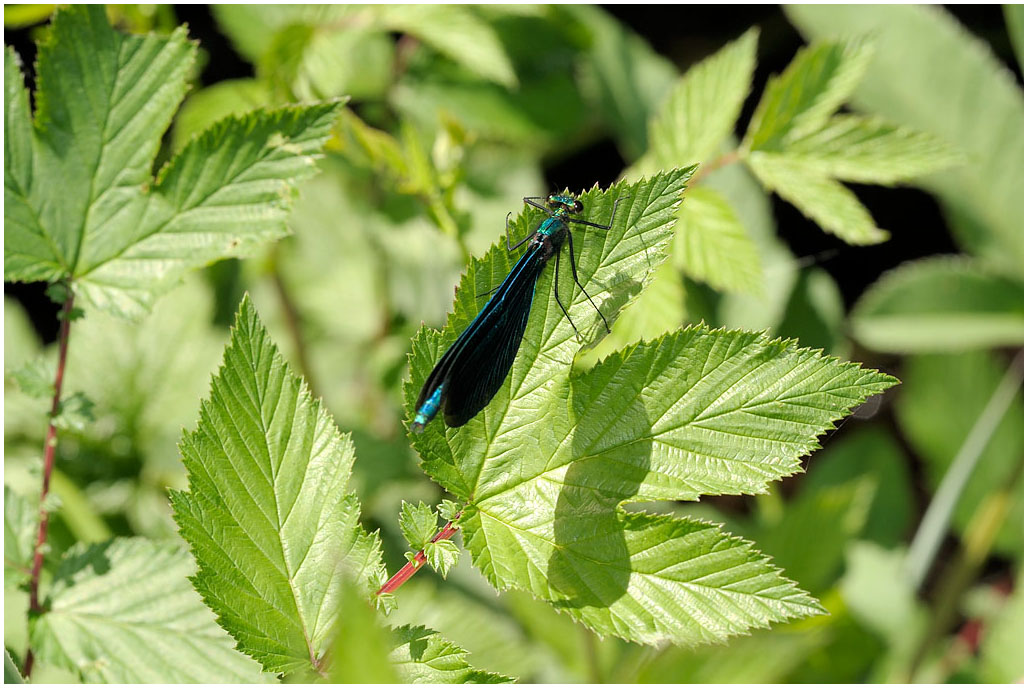 Calopterix splendens