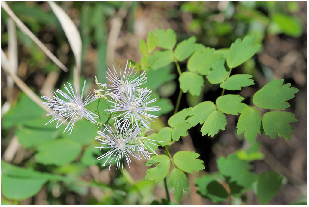 200 Thalictrum aquilegiifolium