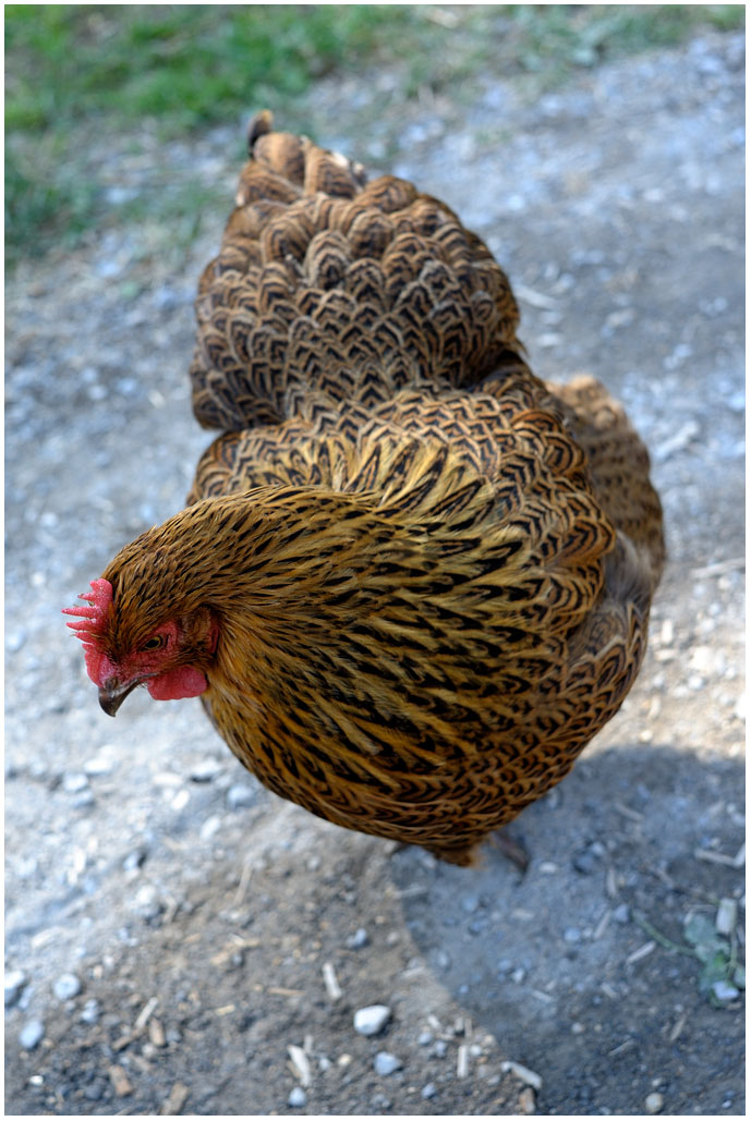 Poulette au beau plumage