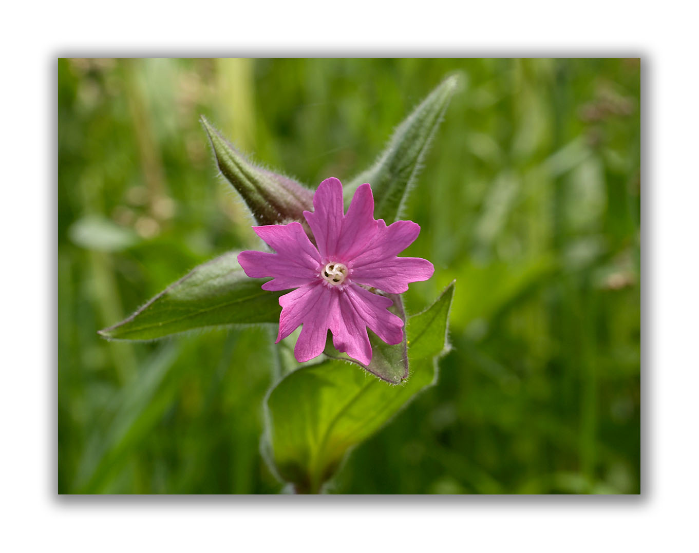 414 Silene dioica