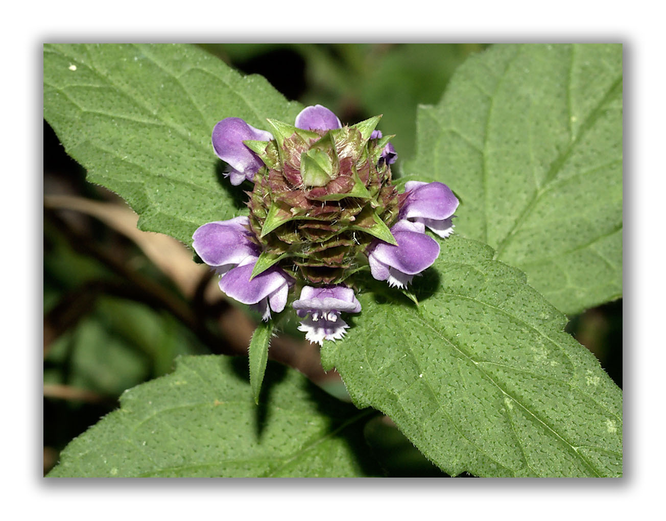 1645 Prunella vulgaris