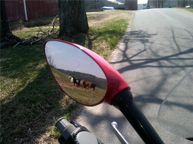 cows.jpg