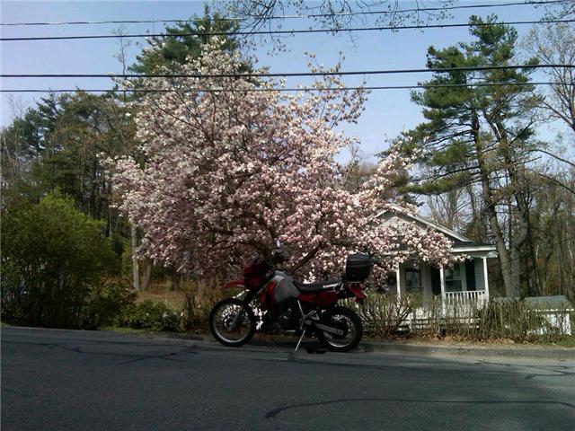 tree.jpg