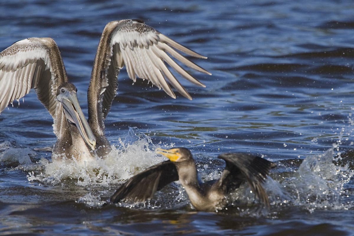 2 OF 3 : BROWN PELICAN & DOUBLE-CRESTED CORMORANT - SWALLOWS FISH