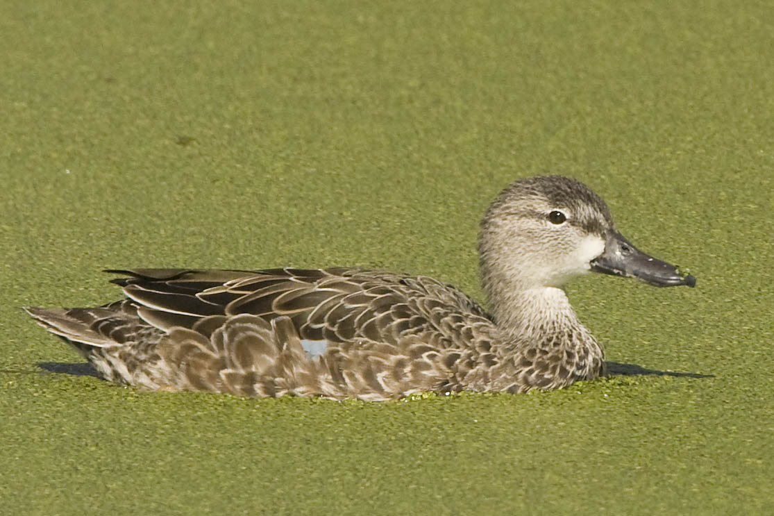 BLUE-WINGED TEAL - JUVENILE