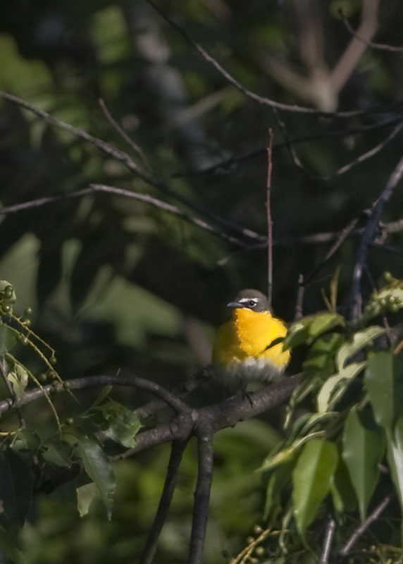 YELLOW-BREASTED CHAT