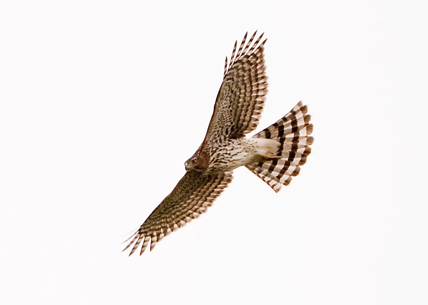 COOPERS HAWK - JUVENILE