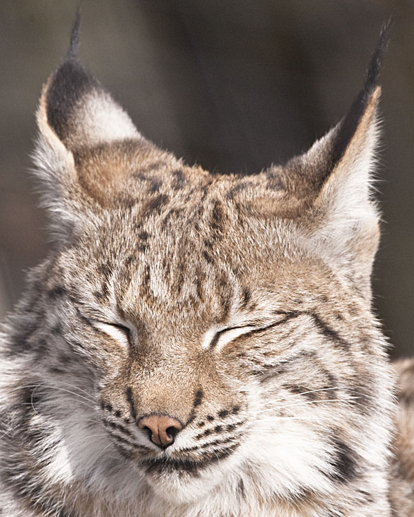 EURASIAN LYNX