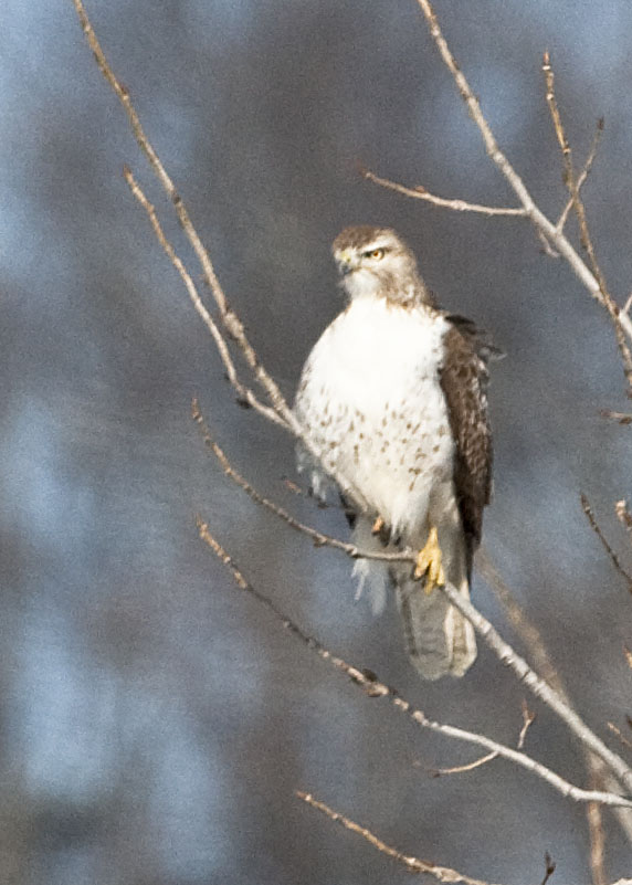 RED-TAILED HAWK