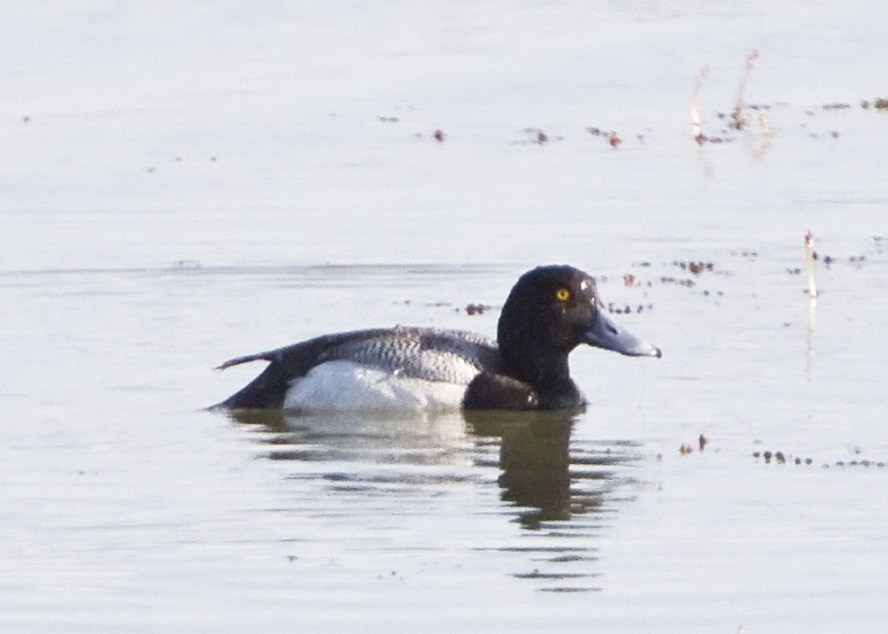 LESSER SCAUP