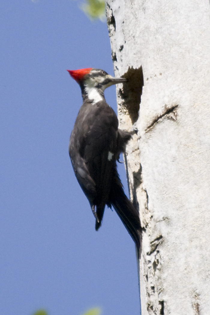 PILEATED WOODPECKER