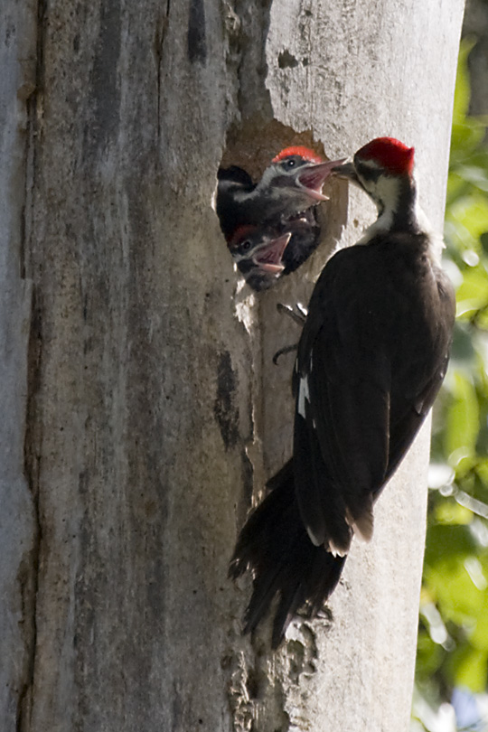 PILEATED WOODPECKER FEEDING YOUNG