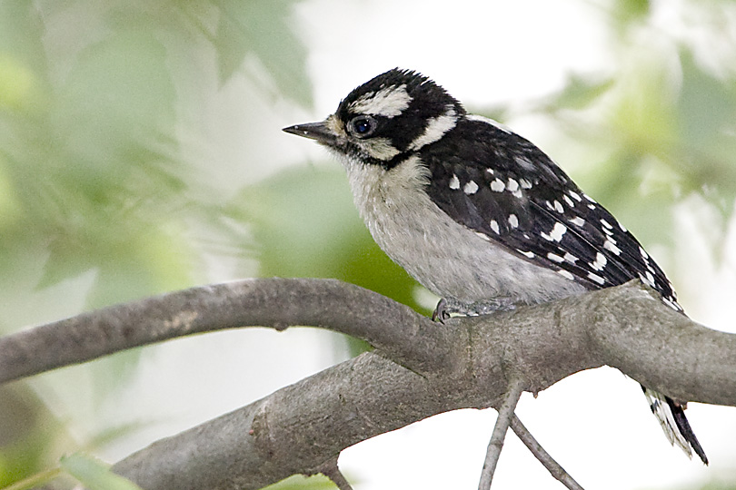 DOWNY WOODPECKER - JUVENILE