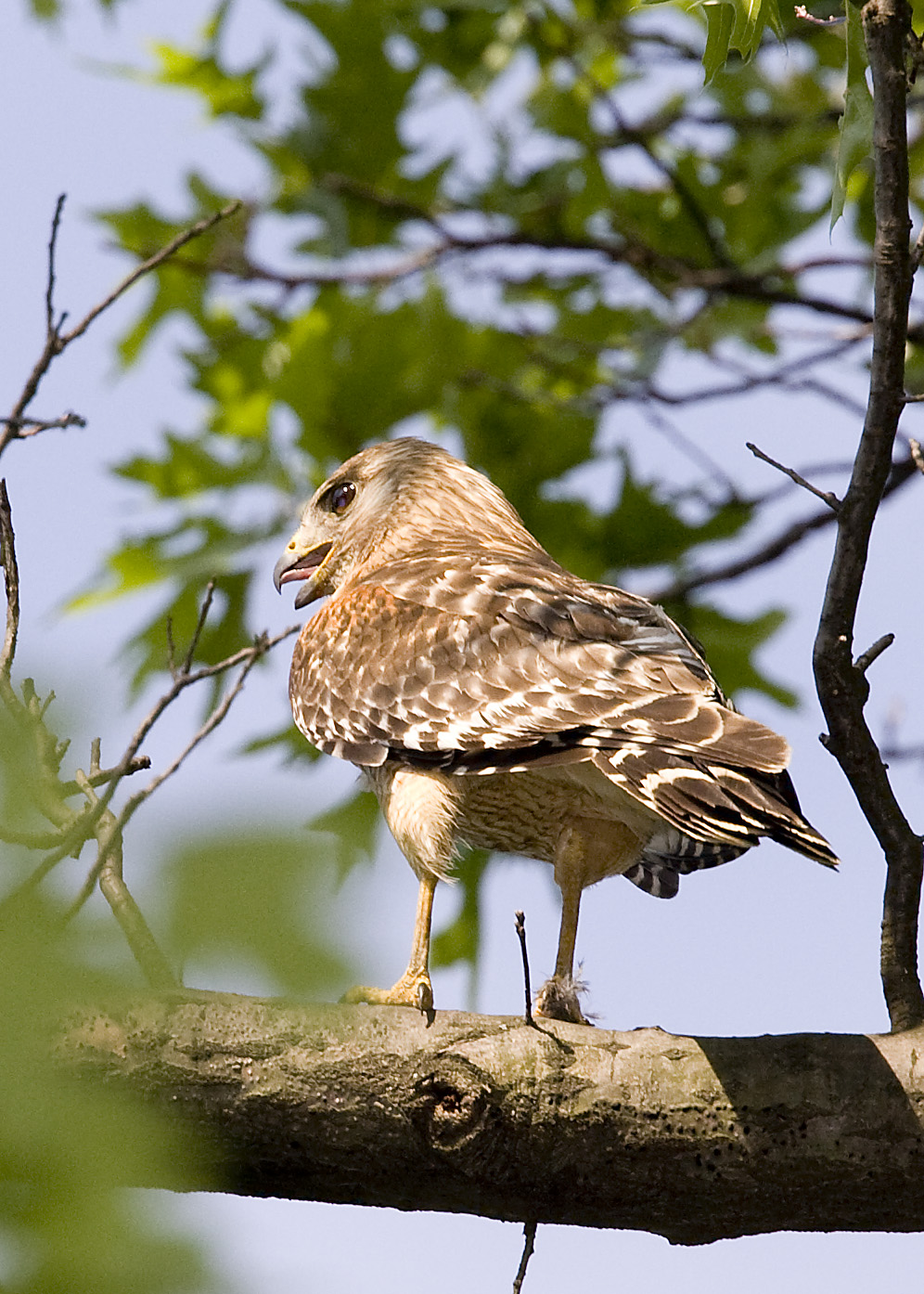 RED-SHOULDERED HAWK