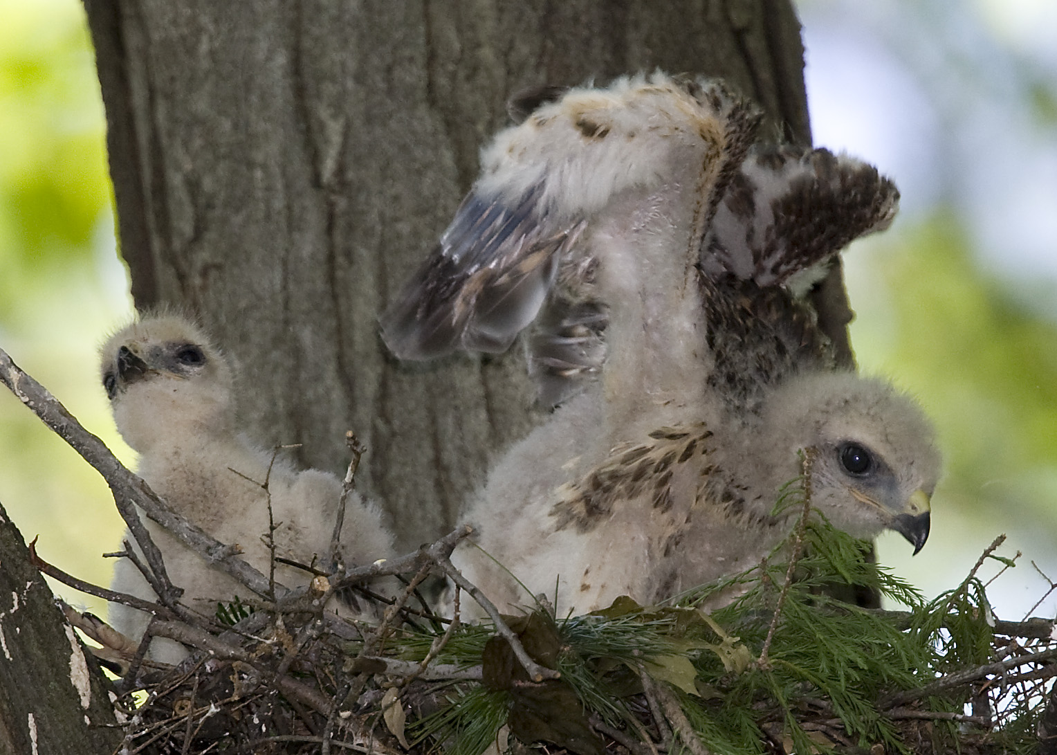 RED-SHOULDER HAWK CHICKS