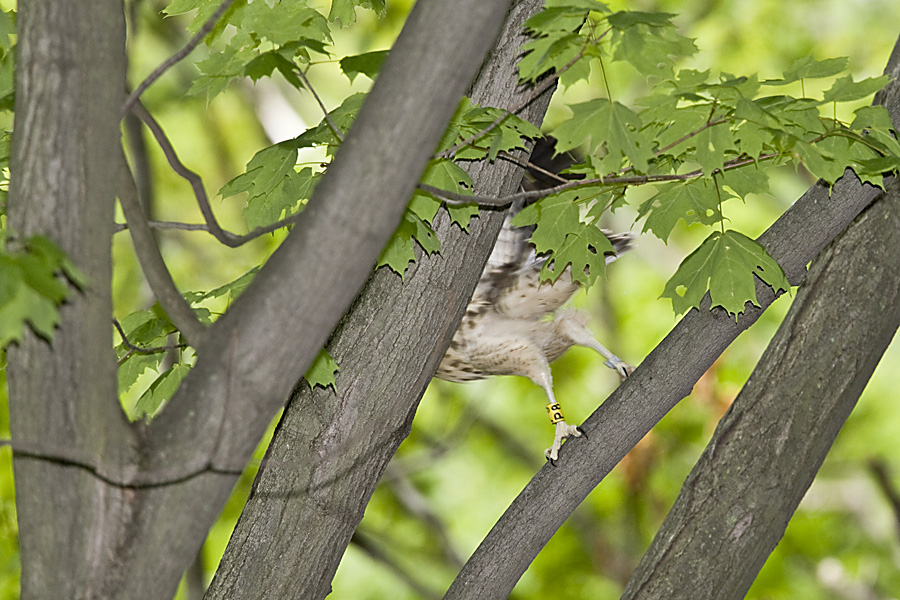 6/18 - LEAP OF FAITH BACK TO NEST