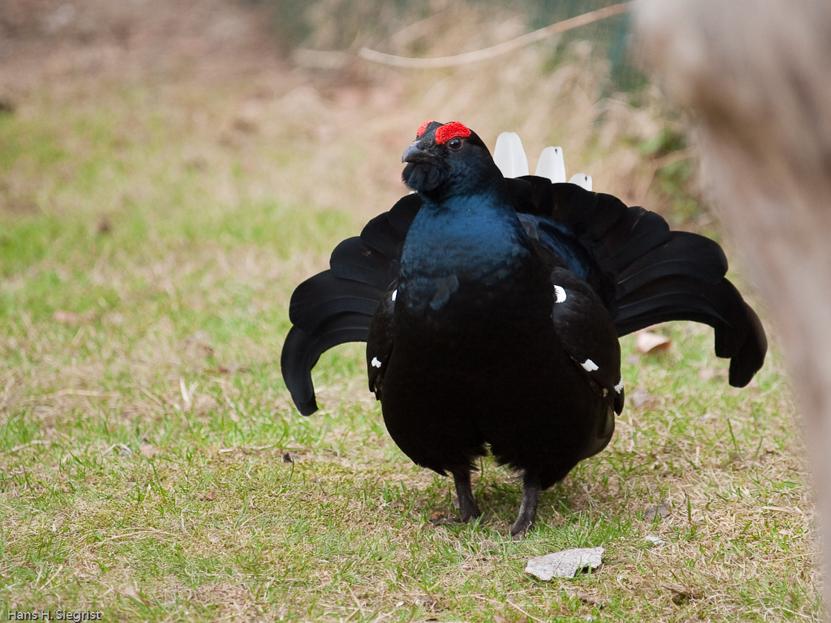 Black Grouse