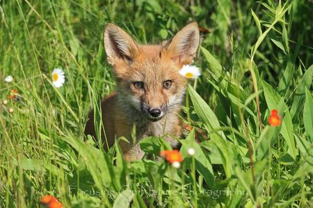 Baby fox in flowers
