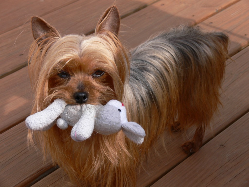 Zoe and her squeaky