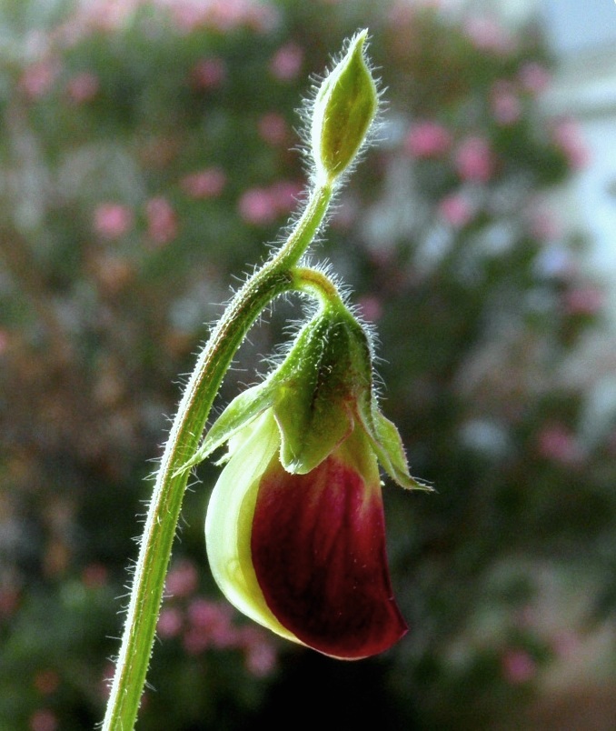 P4250485.JPG